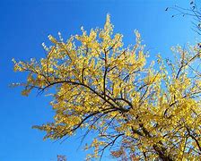 Image result for Yellow Leaves Border Fall