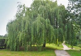 Image result for Salix Babylonica in HME Garden