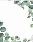 Image result for Eucalyptus Cartoon