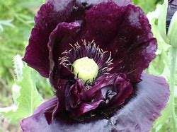 Image result for Black Poppy Flower