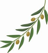 Image result for Olive Branch Transparent Background