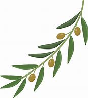 Image result for Olive Branch No Background