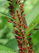 Image result for Aphids Drawing