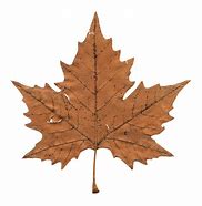 Image result for Transparent Real Yellow Maple Leaf