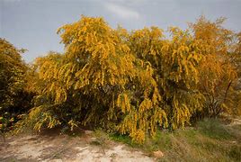 Image result for Golden Rain Tree Wood