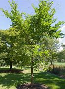 Image result for Valley Forge Elm