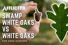 Image result for Swamp White Oak Leaf Identification