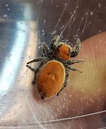 Image result for Apache Jumping Spider