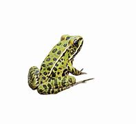 Image result for Speckled Frog Boutique San Antonio