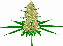 Image result for Weed Bud Coloring Pages