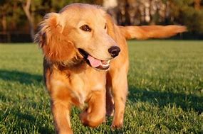 Image result for Yellow Lab Cocker Spaniel Mix