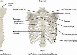 Image result for Rib Cage Images Person