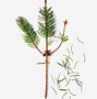 Image result for Christmas Tree Branch Clip Art