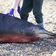 Image result for Beaked Whale Teeth