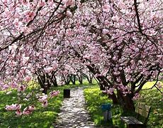 Image result for Cherry Blossoms with Cherries