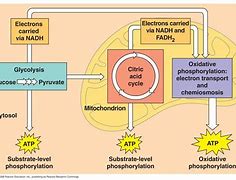 Image result for Cellular Respiration Energy Diagram