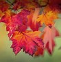 Image result for Red Maple Tree Canada