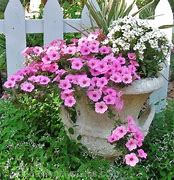 Image result for Florida Landscaping Plants Zone 9