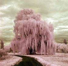 Image result for Weeping Willow Wire Tree Art