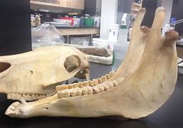 Image result for Horse Skull Lower Jaw