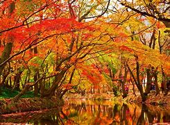 Image result for Autumn Leaves Falling Wallpaper