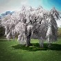 Image result for Chinese Weeping Cherry Tree