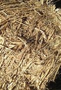 Image result for Corn Hay