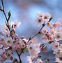 Image result for Cherry Blossom Tree Digital Art