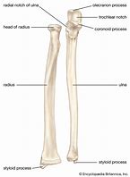 Image result for Radius Bone Unlabeled