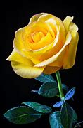 Image result for Small Yellow Rose