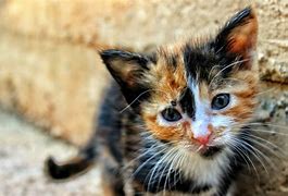 Image result for Cute Kitten Coloring Pages Kawaii