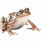 Image result for Hello My Baby Frog Clip Art