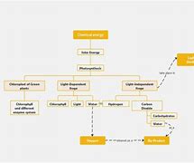 Image result for Photosynthesis Mind Map for Kids