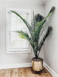 Image result for Potted Palm Tree