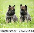 Image result for German Shepherd Baby Dog