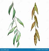 Image result for Willow Tree Branch Illustration