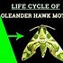 Image result for Peppered Moth Evolution Diagram