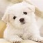 Image result for Cute Puppy Dog Desktop Wallpaper