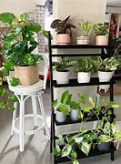 Image result for Best Indoor Plants for Bathroom