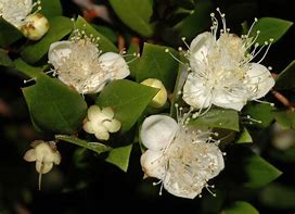 Image result for Myrtaceae