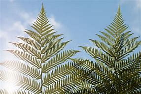 Image result for Types of Fern Leaves