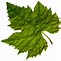 Image result for A Leaf Vector Art PNG