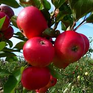 Image result for A Picture of an Apple Tree