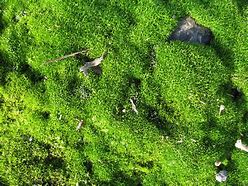 Image result for Separate Gametophyte Moss Antheridium