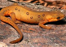 Image result for Amphibians Newt Salamander