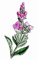 Image result for Wildflower ClipArt