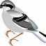 Image result for Bird On a Branch Vector