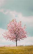 Image result for Cherry Blossom Tree When Not in Bloom