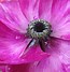 Image result for Iceland Poppies Window Box