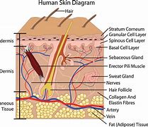 Image result for Human Skin Cell Diagram